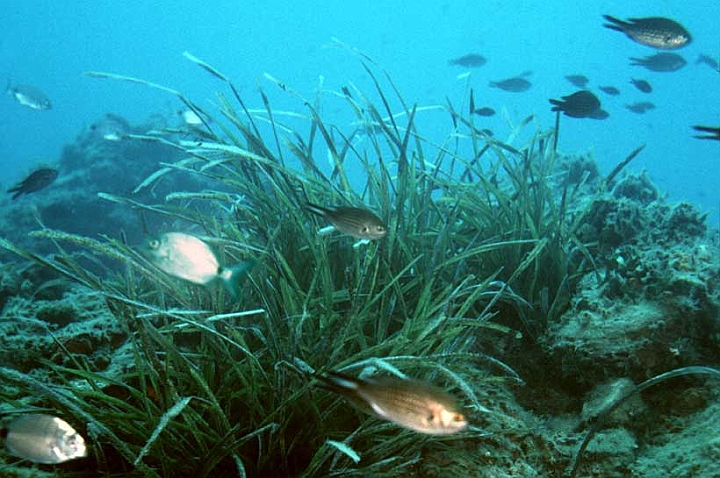 12 Posidonia.jpg - ...creando condizioni favorevoli allo sviluppo e alla vita.
